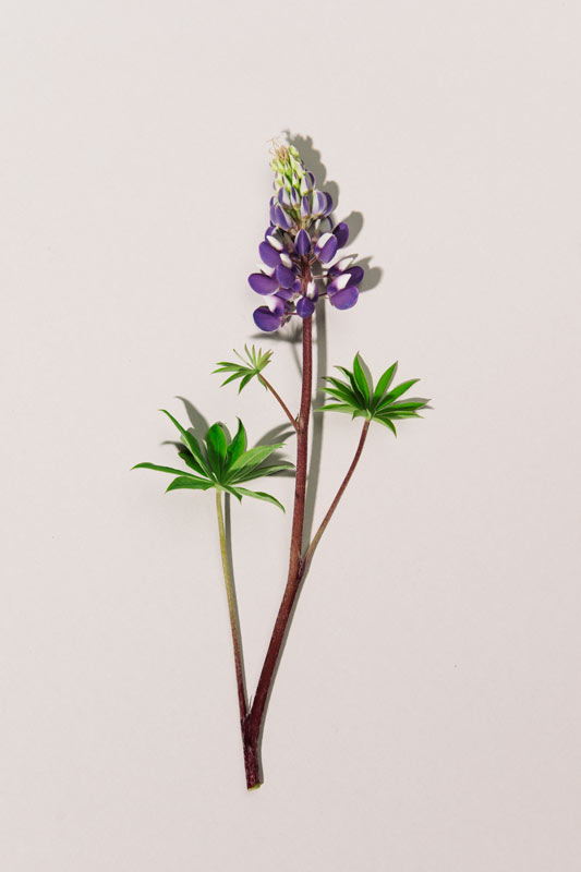 Alaska Lupine Rothöll Konzept Design