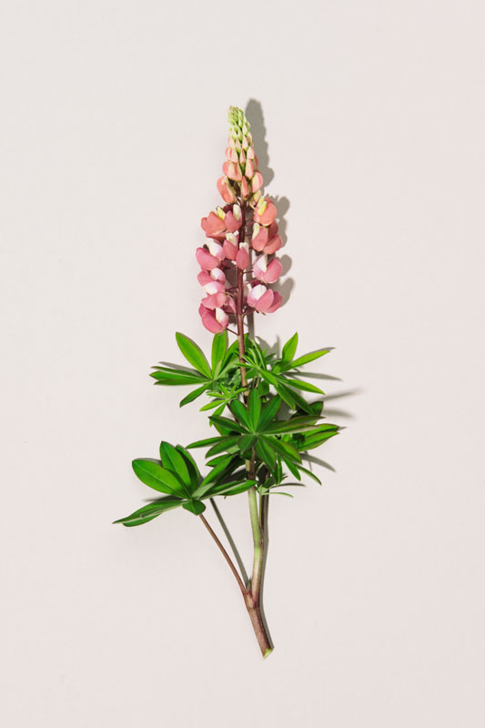 Alaska Lupine Rosa Rothöll Konzept Kunst Mode