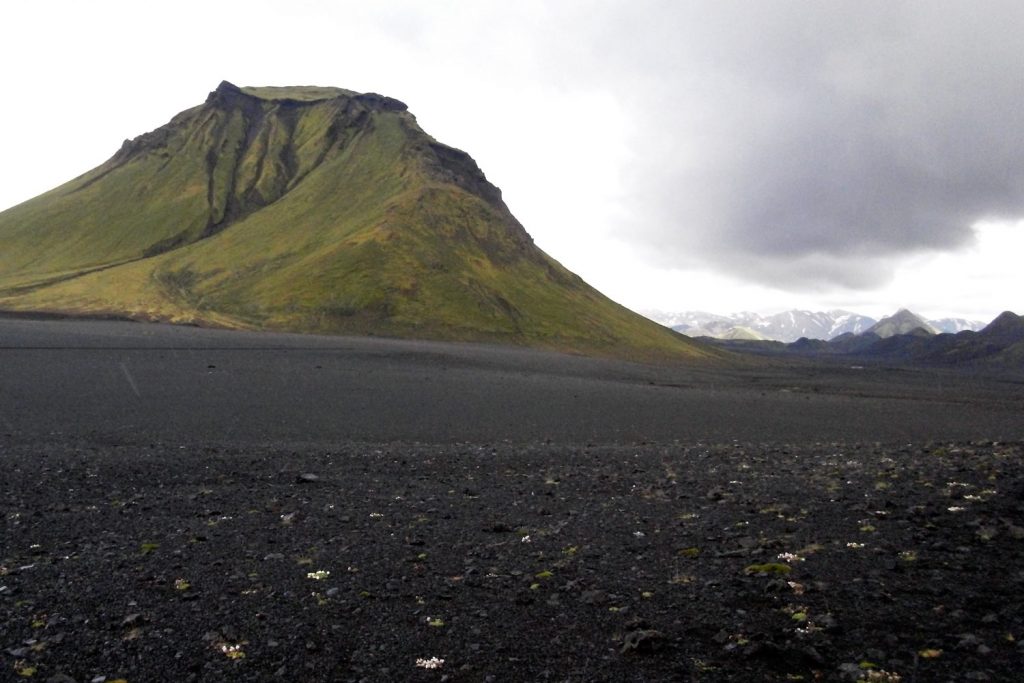 Island Hochland Grasnelke Annekatrin Döll